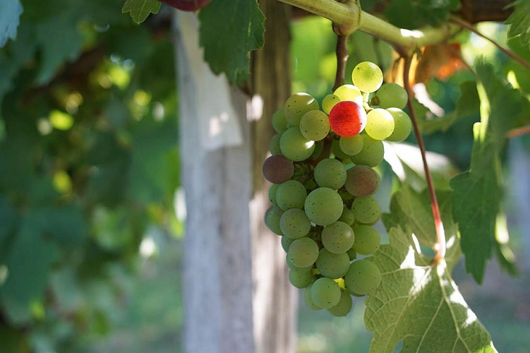 saint sauveur raisin