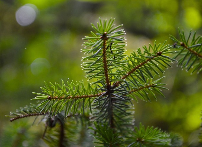 sentier-musical-de-pageas