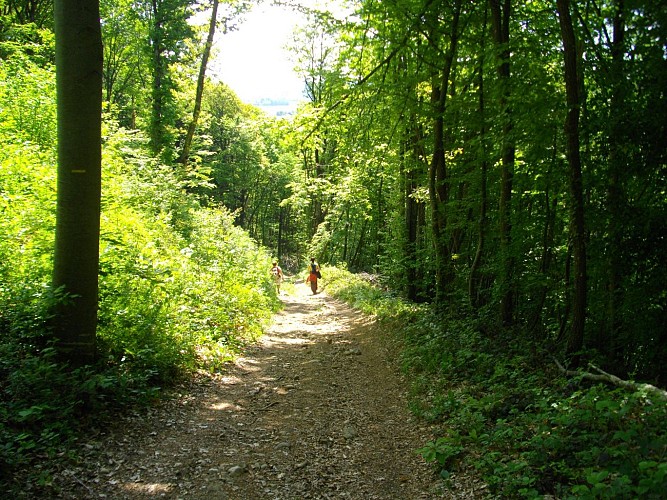 Chemin en forêt