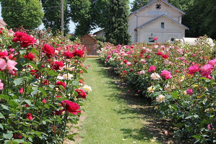 Camino de las Rosas a pie