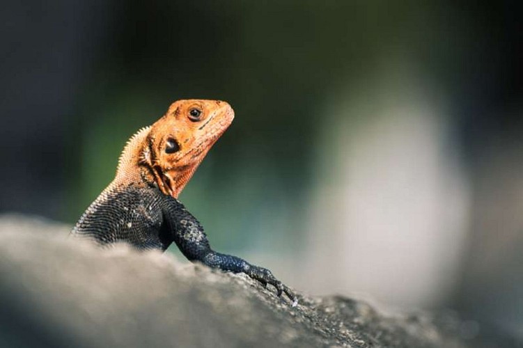 Petite Ravine des lataniers depuis le parc Rhoston - la Possession