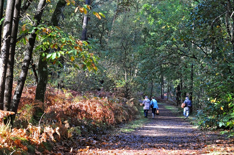 Beauvau circuit de la forêt