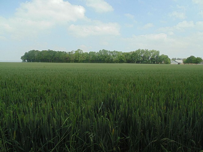 Balade en bord de Seine (départ de La Rivière-Saint-Sauveur)
