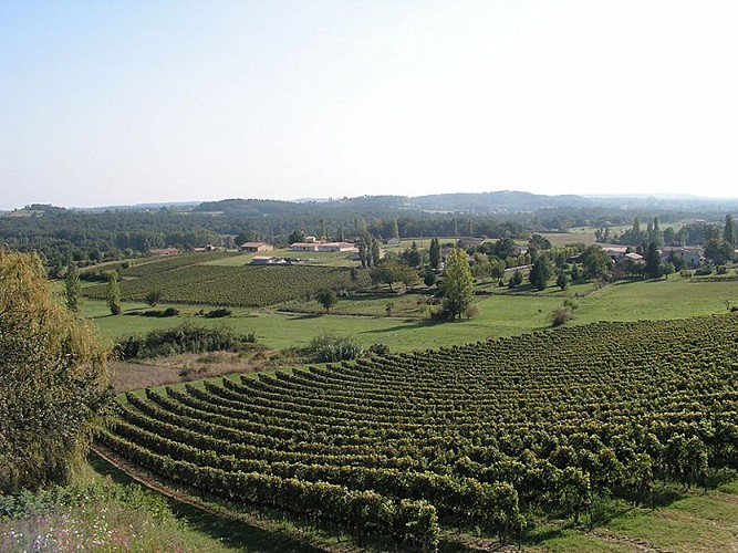 villefranche_de_lonchat_vue_vigne