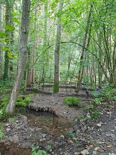 4-Fond des veaux