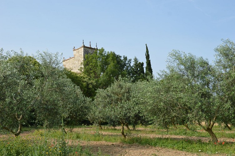 Œnorando® From vine to olive tree