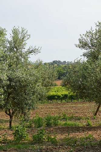 Œnorando® From vine to olive tree