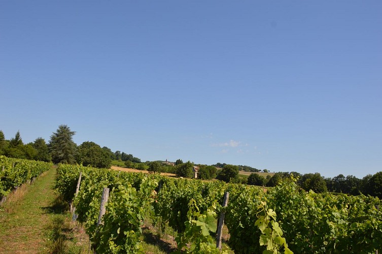 Œnorando® De la vigne à l'olivier