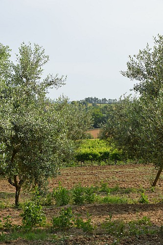 Œnorando® De la vigne à l'olivier