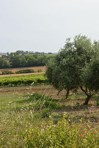 Œnorando® De la vigne à l'olivier