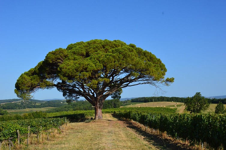 Œnorando® The winegrowers' round