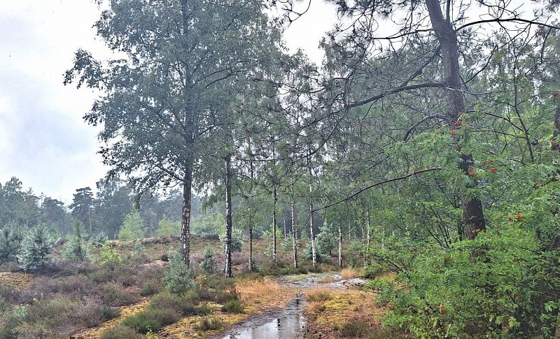 Parc de Kalmthout depuis Huijbergen (NL) - Mini balade - Val et Oli