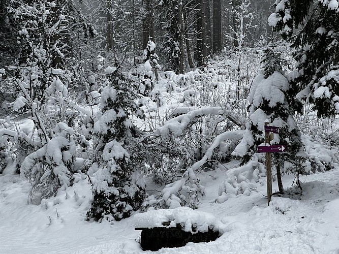 Sentier raquettes : la boucle des Combes_Sallanches