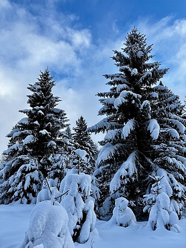 Sentier raquettes : la boucle des Combes_Sallanches