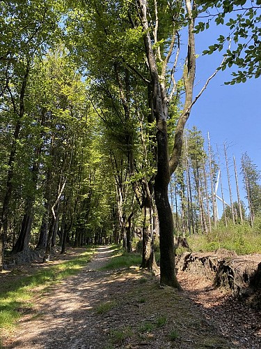 Le Bois de Saint-Gildas (VTT)