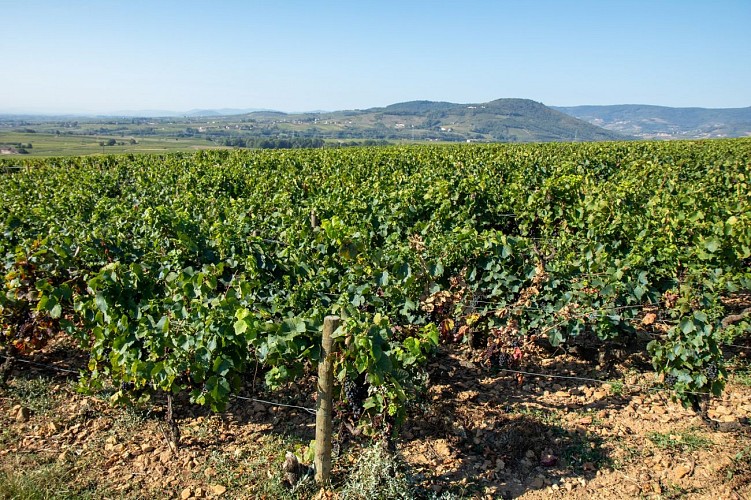 La-Chapelle-de-Guinchay_Vignes_Paysages © Robin Peytoureau - Mâcon Sud Bourgogne