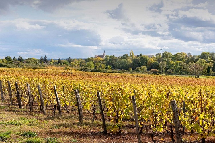la-chapelle-de-guinchay-paysage-randonnee-michel-falcotet-3755