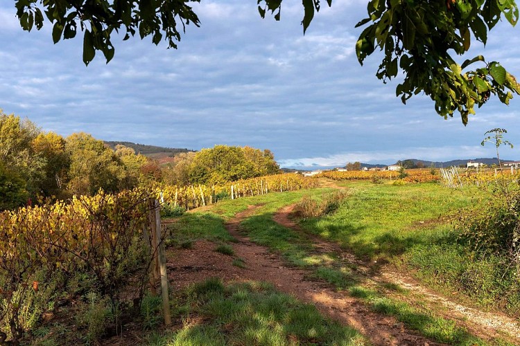la-chapelle-de-guinchay-paysage-rando-michel-falcotet-3858