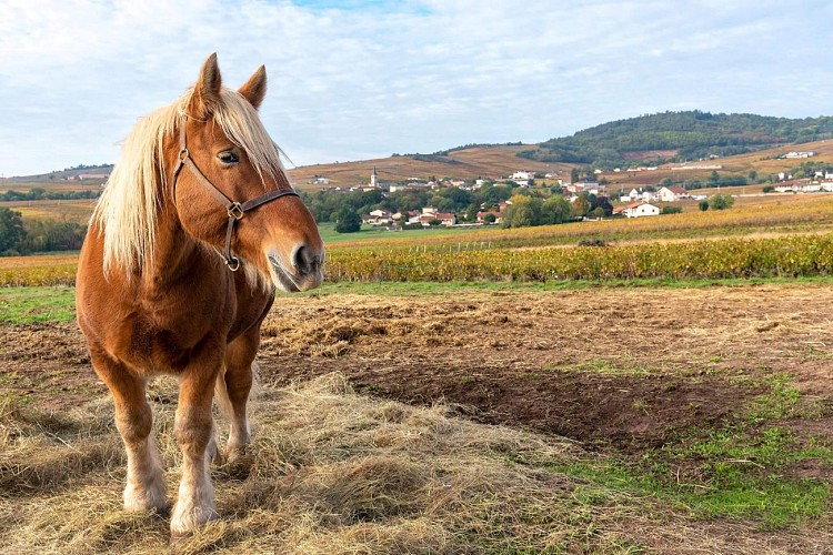 la-chapelle-de-guinchay-paysage-randonnee-michel-falcotet-3868