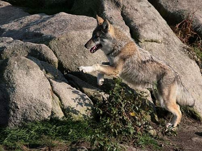 ECOMOBILITECreuse GueretBoucleLouploup-2 330 px-r