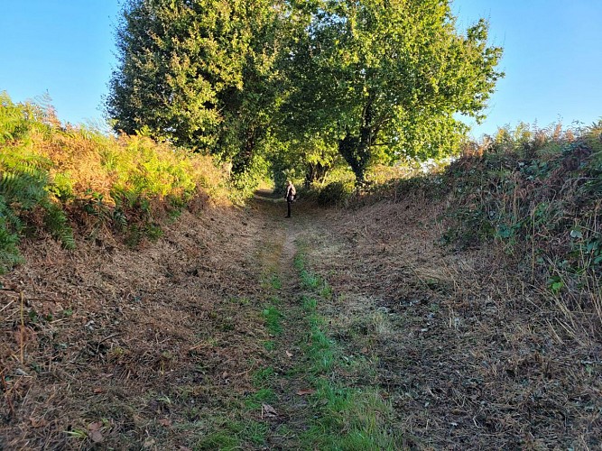 Romillé : Les néfliers et le Bois (circuit long)