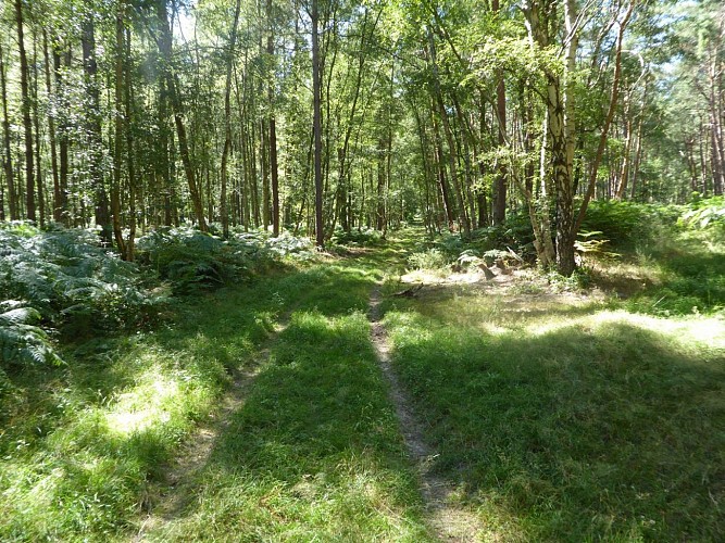 Sur la piste du loup