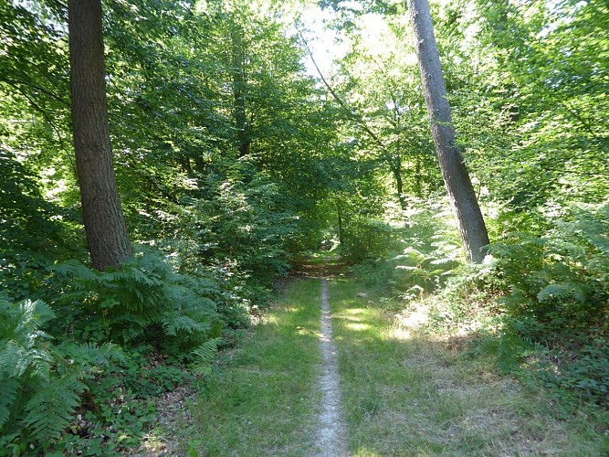 Sur la piste du loup