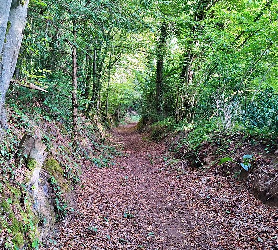 Chemin en sous bois