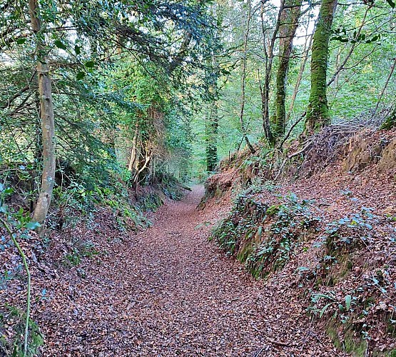 Chemin en sous bois