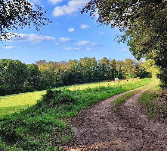 Chemin dans la campagne