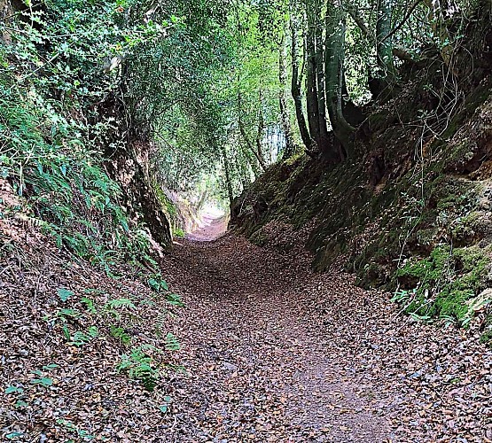 Chemin creux