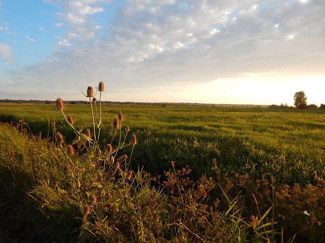 Marais de l'Aure