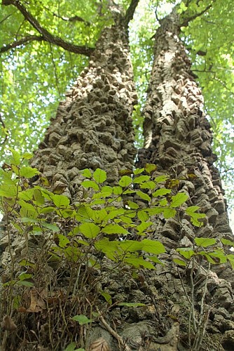 Hêtre de la Vallée Biquet