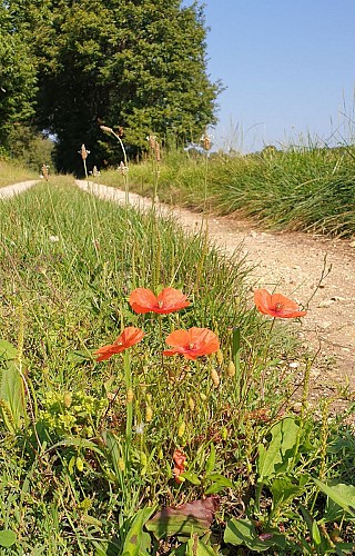 SAINT PIERRE DE COLE CHEMIN