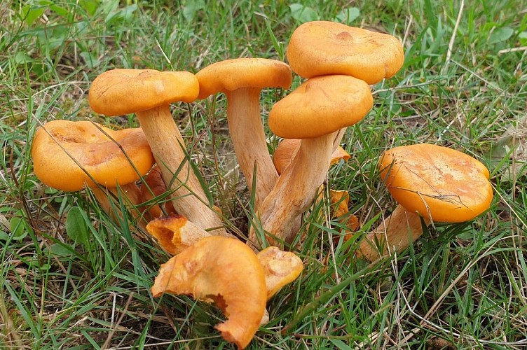 saint pierre de cole girolles 2