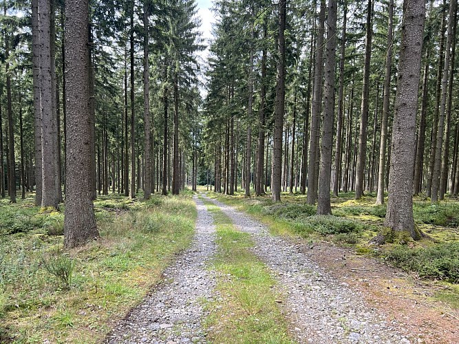 Photo-moulin-dochamps-foret1