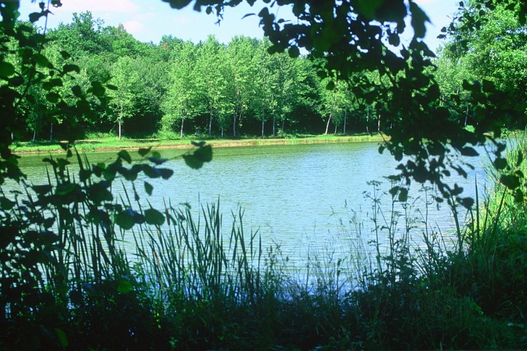 Coligny - Etang de Fougemagne