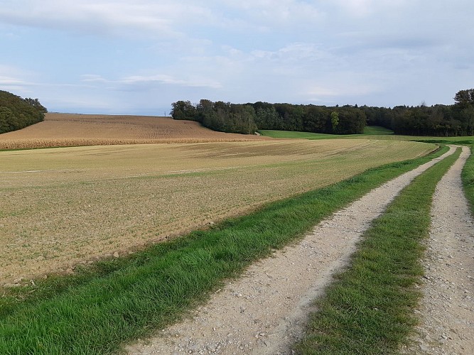 Marboz - Prairie de Grosbost