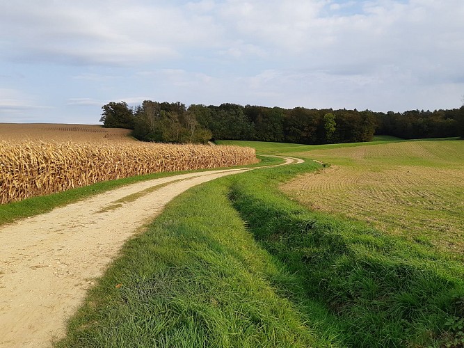 Marboz - Prairie de Grosbost