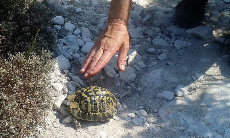 Tortue Hermann