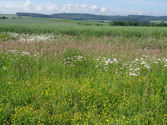 La Roche-en-Ardenne - "Promenade Borzée"