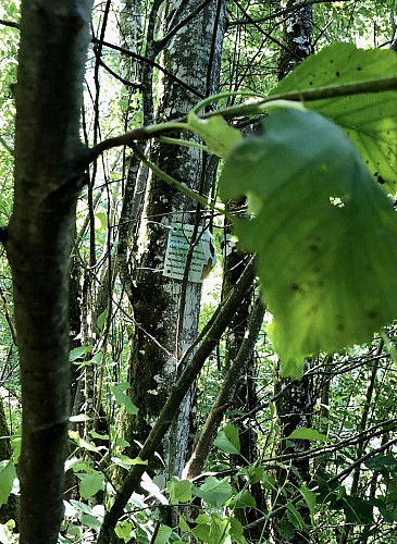 Projet martin - Sentier ludique et éducatif