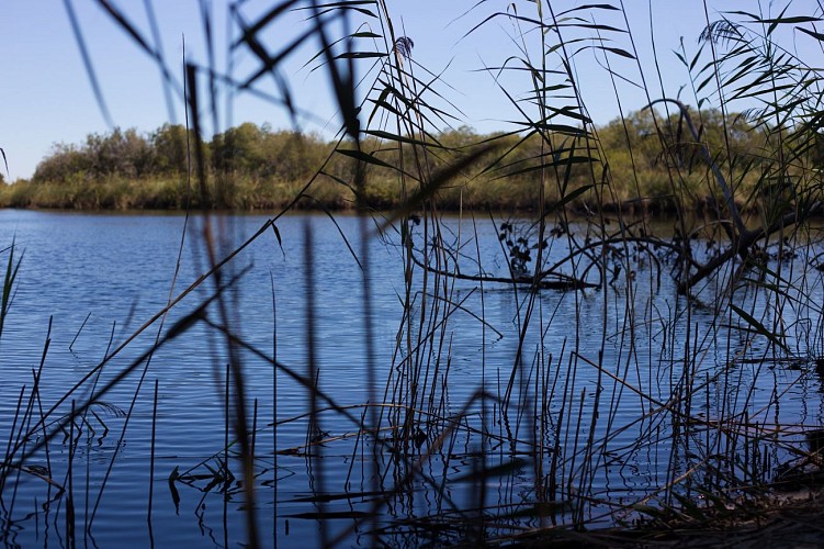 Etang-de-Cousseau-----David-Remazeilles