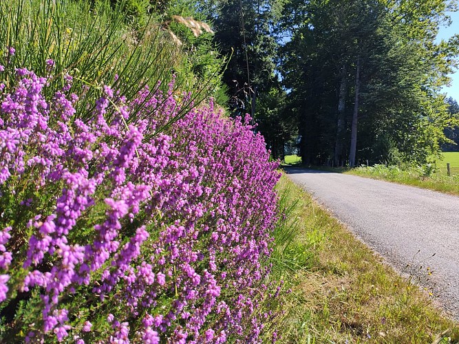 Rempnat - Circuit du Puy Pointu 
