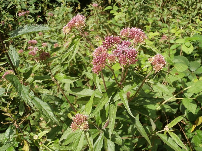 Circuit du mont Larron - Eupatoire chanvrine