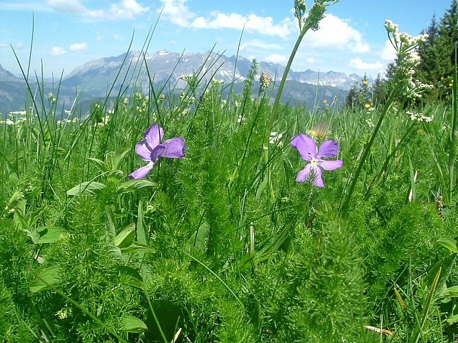Sentier "Au fil du temps"