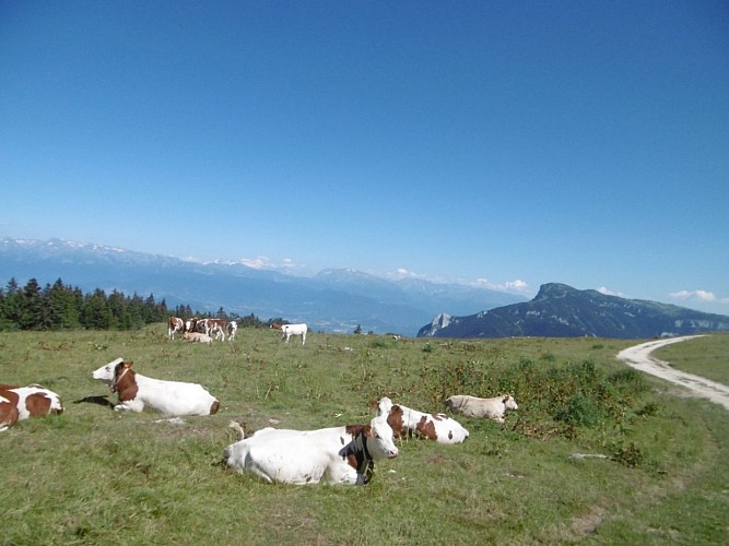 des vaches...donc de l'eau pour nos chevaux...