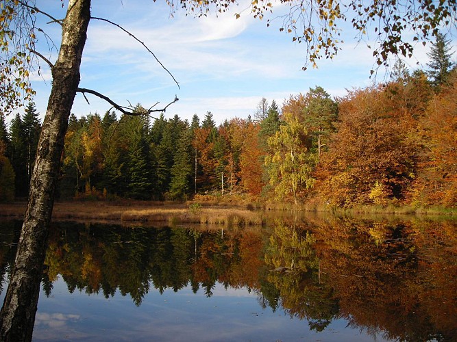 Circuit pédestre "La croix des Danses" - Saint-Bresson - Vosges du sud