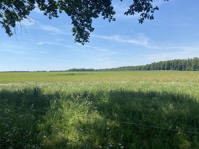 Huttopia Etang de Fouché: Parenthèse champêtre