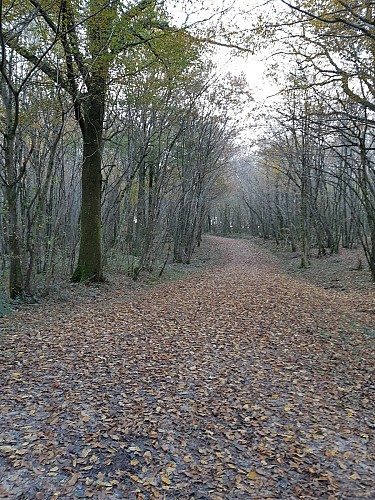 Bois de Fougemagne - Vallées Solnan - Sevron